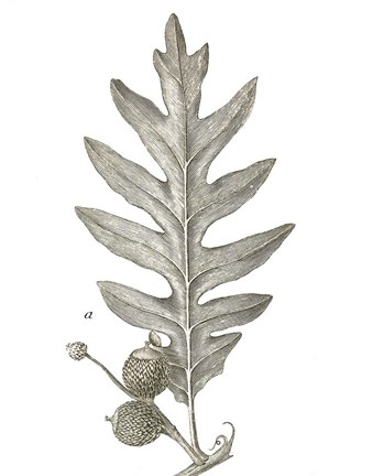 Framed Histoire Naturelle Leaves I Print