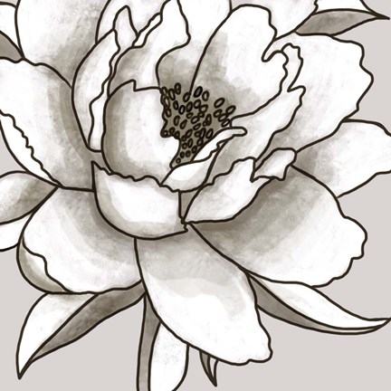 Framed Peony II Print