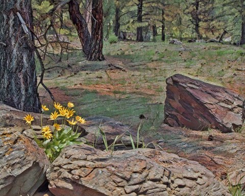 Framed Mule&#39;s Ears in Forest Print