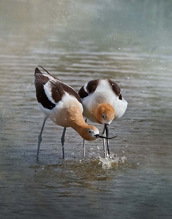 Framed American Avocet II Print