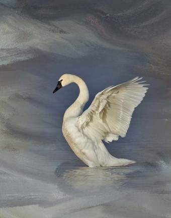 Framed Tundra Swan Print