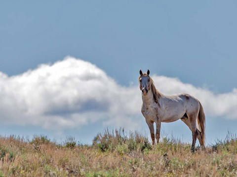 Framed War Chief Print
