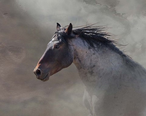 Framed Back Country Roan Print