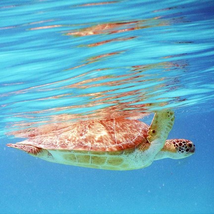 Framed Underwater Depths I Print