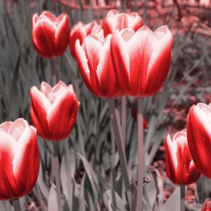 Framed Red Tulips II Print