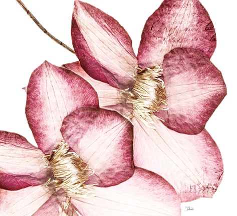 Framed Rouge Plum Flowers II Print