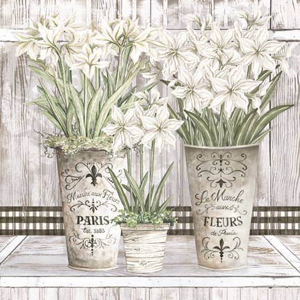 Framed Amaryllis Multi Pots Print