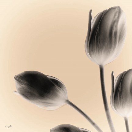 Framed Gray Tulips Print