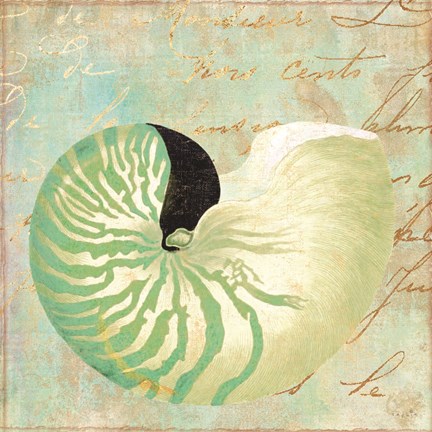 Framed Beach Nautilus II Print