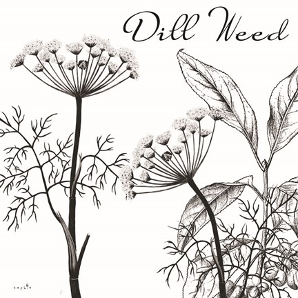 Framed Flowering Herbs Dill Weed Print