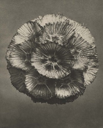 Framed Blossfeldt Flower III Print