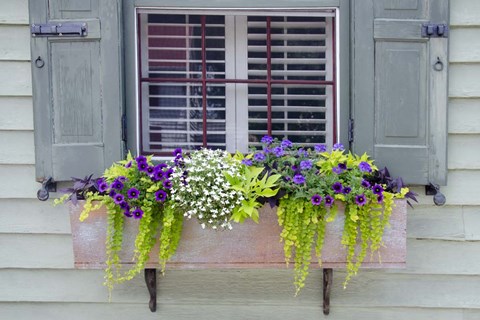 Framed Pastel Windows IV Print