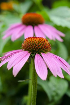 Framed Pink Coneflowers I Print