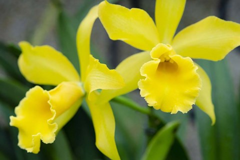 Framed Garden Array III Print