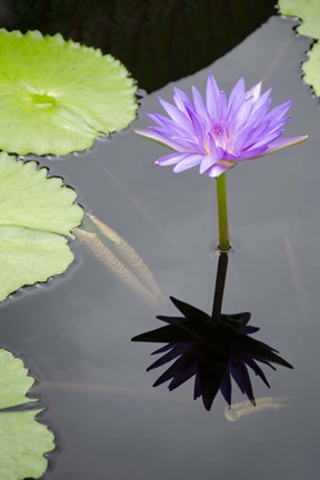 Framed Water Lily Flowers VI Print