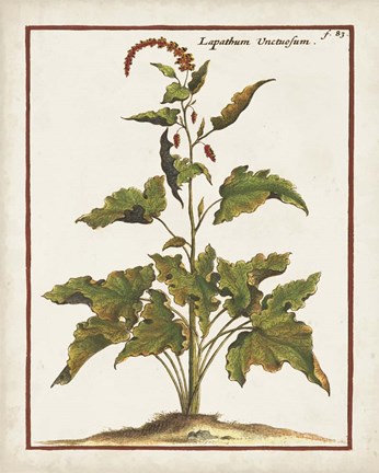 Framed Munting Botanicals VI Print