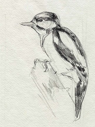 Framed Woodpecker Sketch I Print