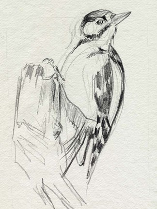 Framed Woodpecker Sketch II Print