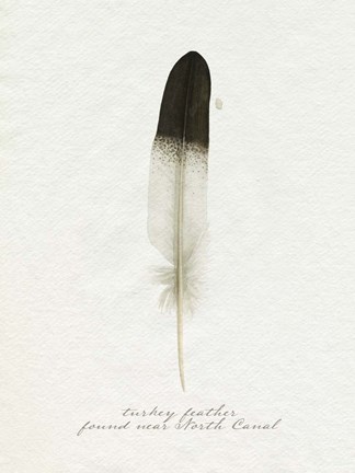 Framed Found Feather IV Print