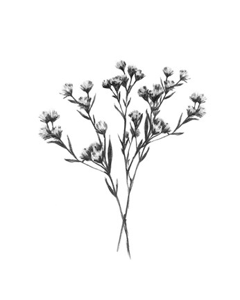 Framed Wild Thistle Bundle II Print