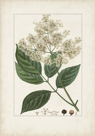 Framed Antique Turpin Botanical V Print