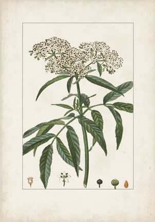 Framed Antique Turpin Botanical VII Print