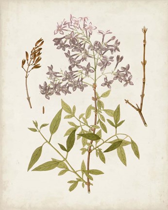 Framed Vintage Flowering Trees I Print