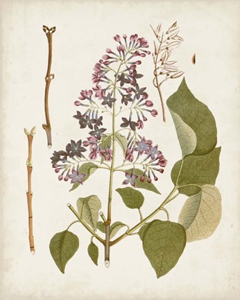 Framed Vintage Flowering Trees II Print