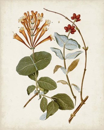 Framed Vintage Flowering Trees IV Print