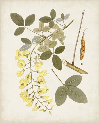 Framed Vintage Flowering Trees VII Print