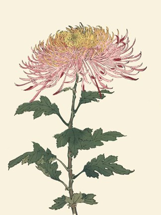 Framed Chrysanthemum Woodblock II Print