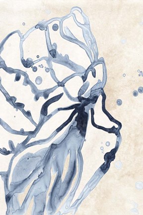 Framed Water Shells I Print