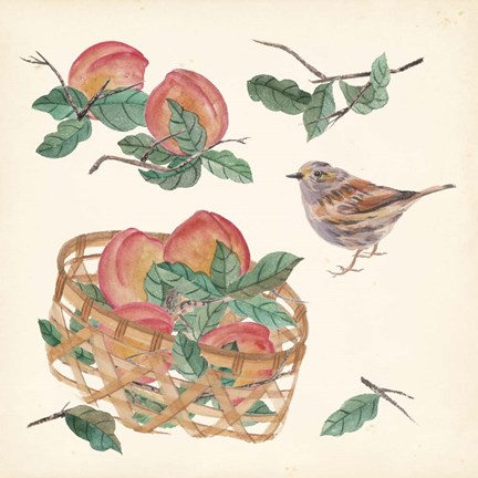 Framed Basket with Fruit II Print