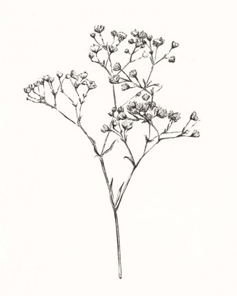 Framed Wild Bloom Sketch I Print