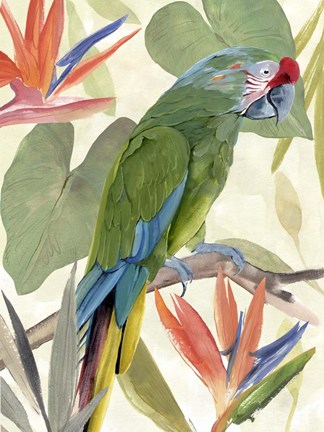 Framed Tropical Parrot Composition I Print