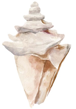 Framed Seashell III Print