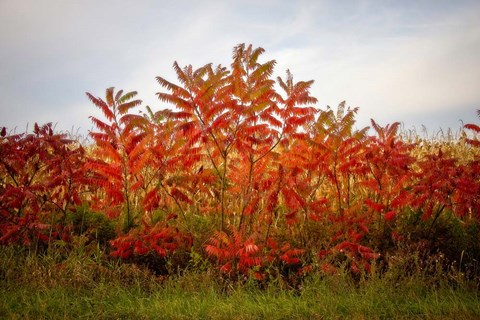 Framed Autumn Sumac Print