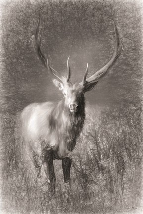 Framed Elk Sketch Print