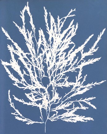 Framed Blue Botanical I Print