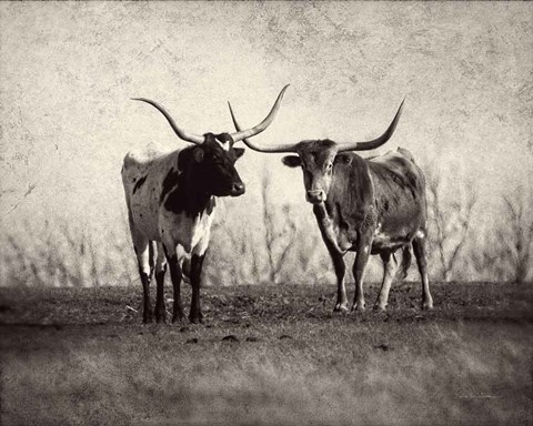 Framed Texas Longhorns Print