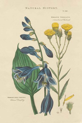 Framed Botanical Print I Print