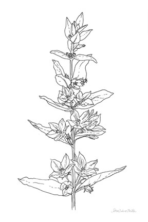 Framed Sketched Flowers Print