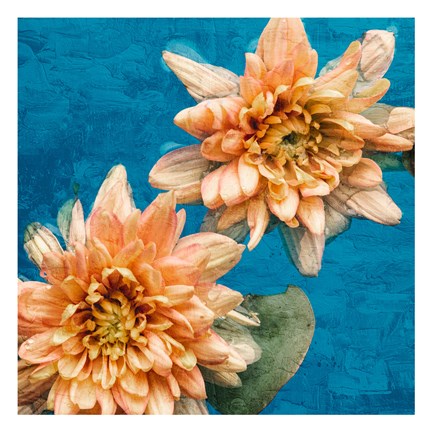 Framed Orange Chrysanthemums Print