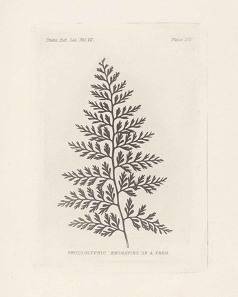 Framed Fern Engraving Print