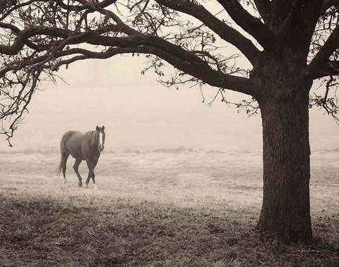 Framed Hazy Horse I Print