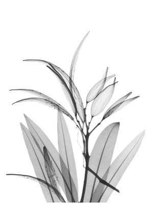 Framed Oleander White Seed Pod Print
