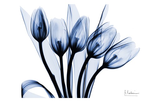 Framed Marvelous Indigo Tulips 2 Print