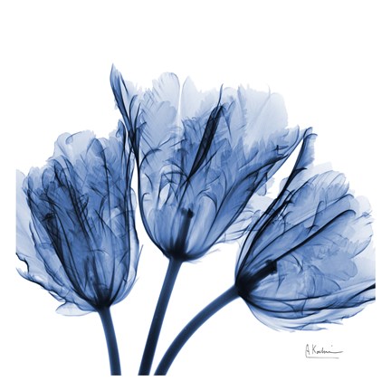 Framed Indigo Stunning Tulips Print