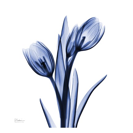 Framed Enchanted Indigo Tulips Print