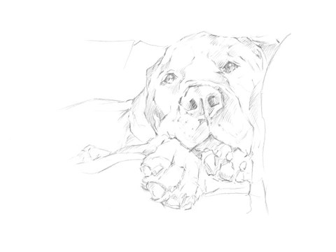 Framed Lazy Dog I Print